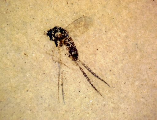 undet. Nematocera