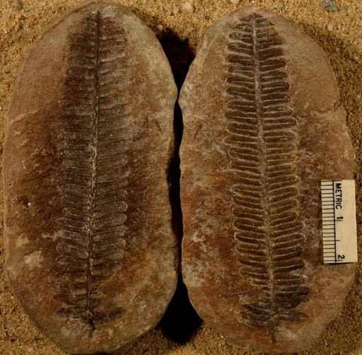 Pecopteris