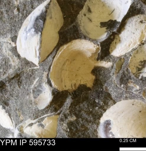 Protocardia sp.