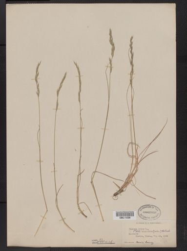 Festuca ovina