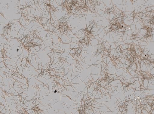Haliclona (Gellius) sp.