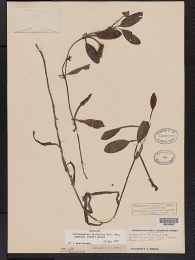 Potamogeton epihydrus var. ramosus