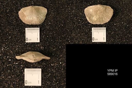 Dinorthis subquadrata