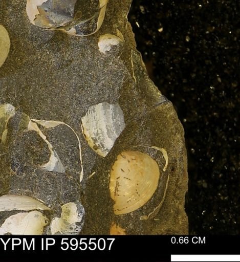 Protocardia sp.
