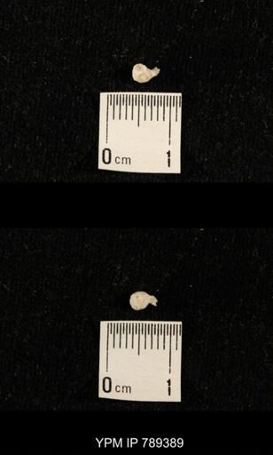 undet. Bryozoa