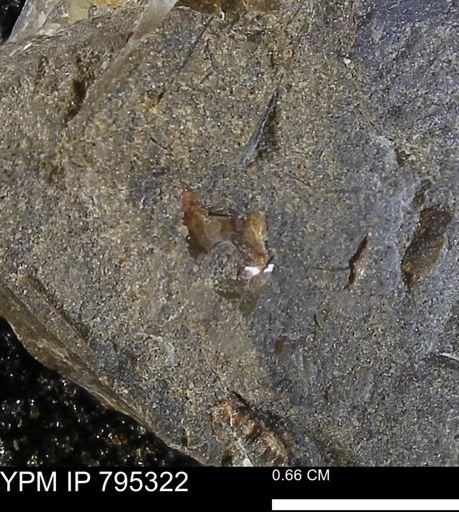 undet. Mollusca