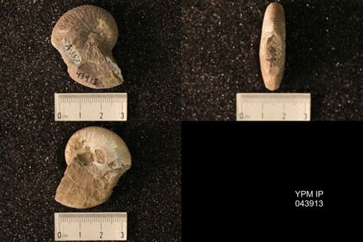 Hoploscaphites nicolletii