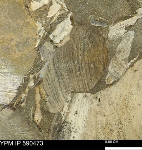 undet. Bivalvia