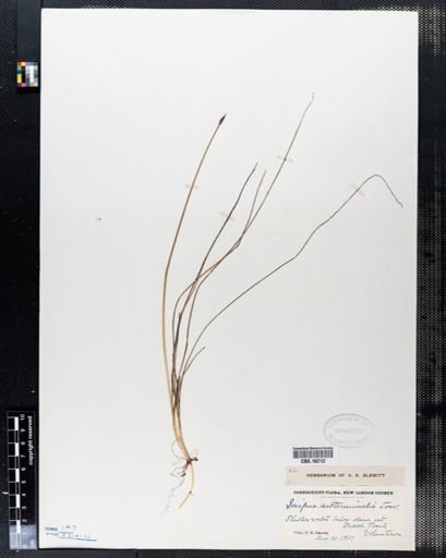 Scirpus subterminalis
