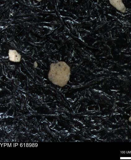undet. Foraminiferida