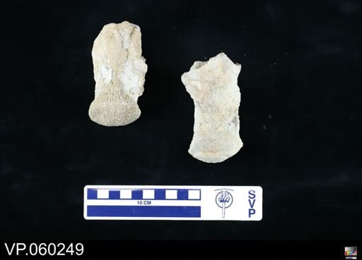 Mosasauridae