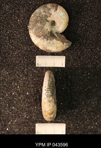 Hoploscaphites nicolletii