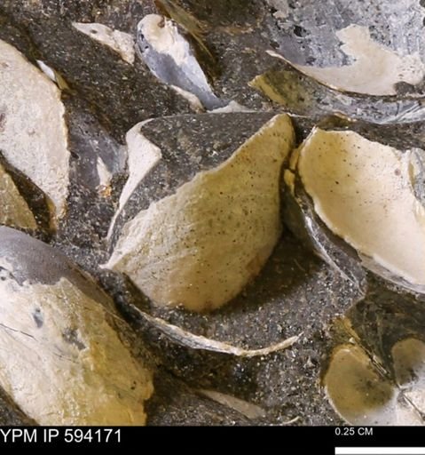 Limopsis? striatopunctatus