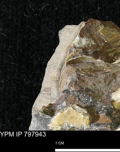 undet. Inoceramidae