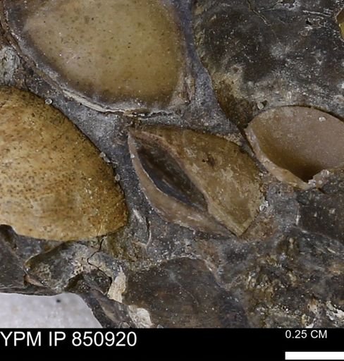 Limopsis striatopunctatus