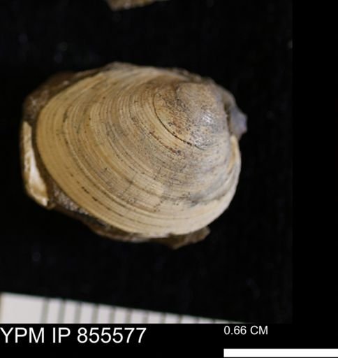 Limopsis striatopunctatus