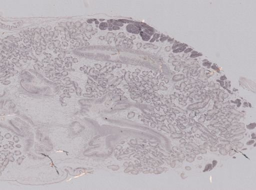 Crassostrea virginica