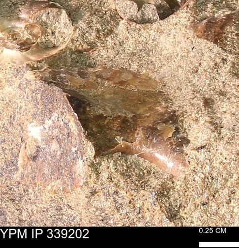 Ammonoidea?