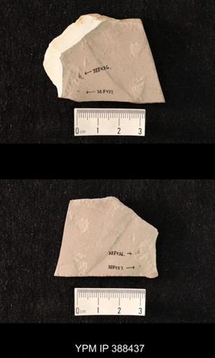 undet. Diptera