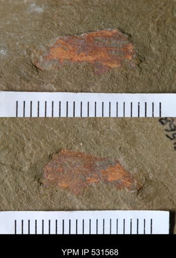 undet. Porifera