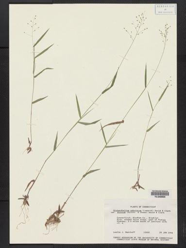 Dichanthelium sabulorum