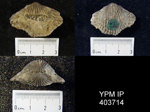 Anastrophia sp.