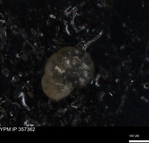 undet. Foraminiferida