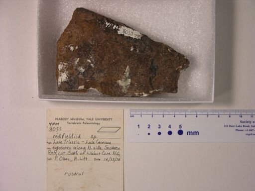 Redfieldiidae