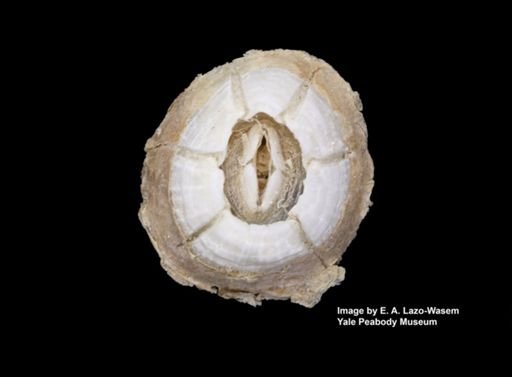 Chelonibia caretta