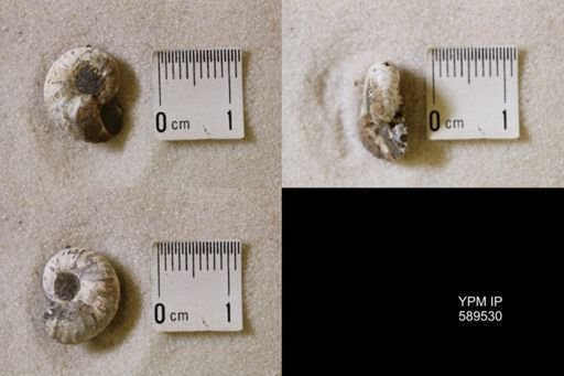 undet. Scaphitidae