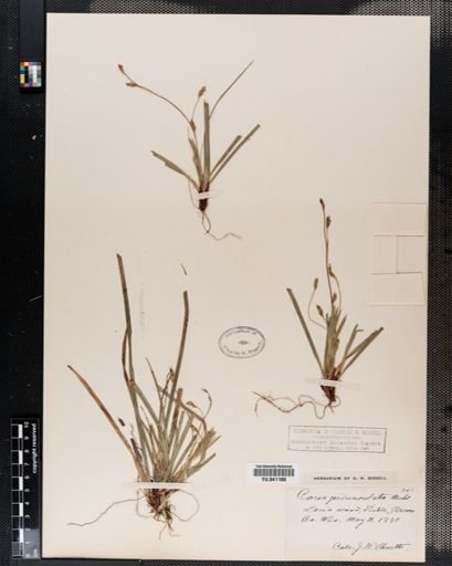 Carex pedunculata