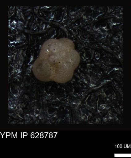 undet. Foraminiferida
