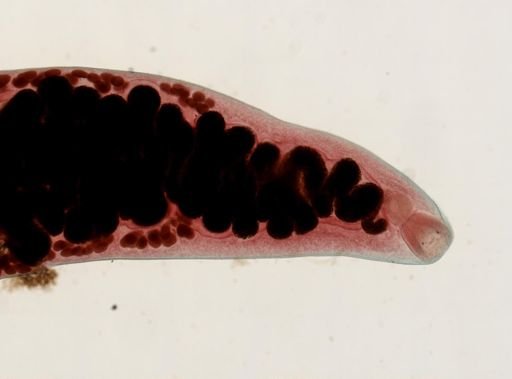 Haematoloechus medioplexus