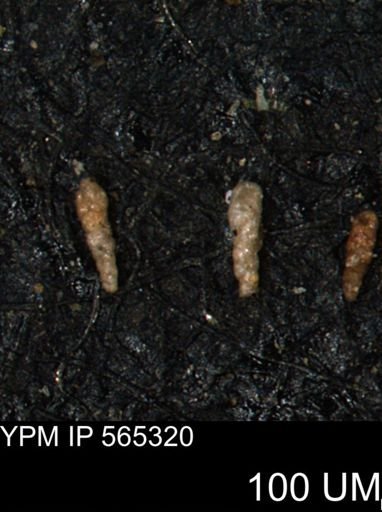 Verneuilinoides kansasensis