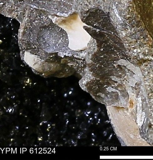 undet. Bivalvia