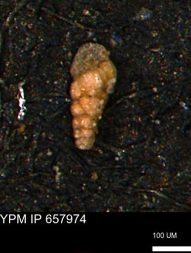 Verneuilinoides kansasensis