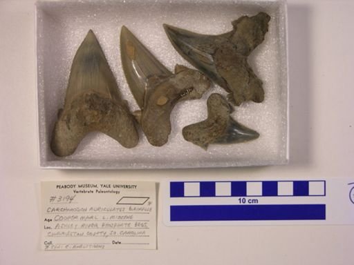 Carcharocles auriculatus