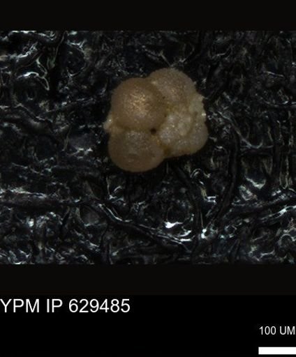 undet. Foraminiferida