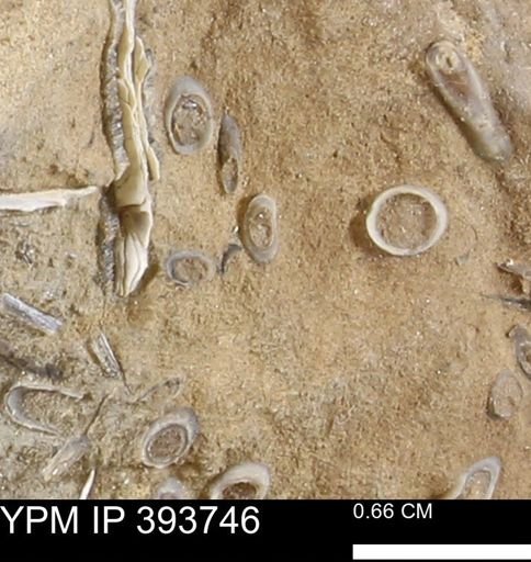 undet. Serpulidae