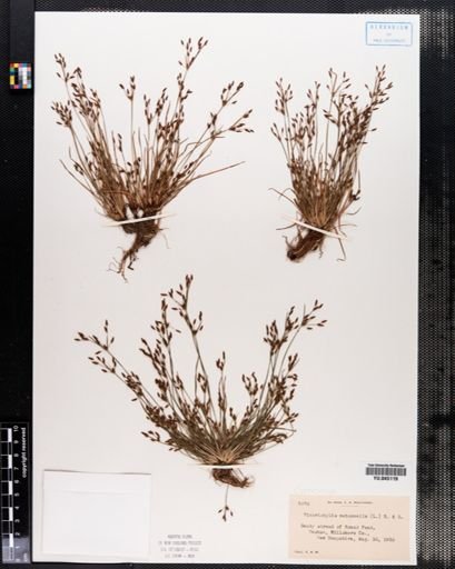 Fimbristylis autumnalis