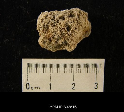 undet. Bryozoa