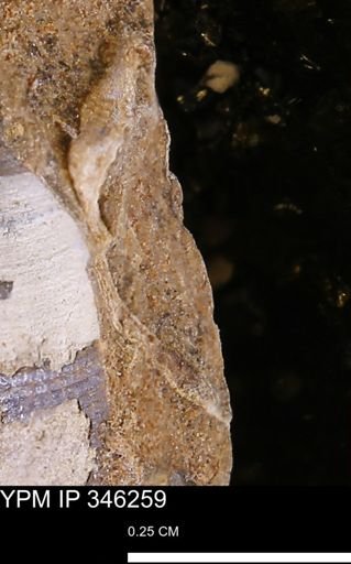 undet. Mollusca