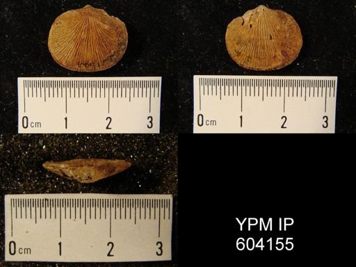 Dalmanella planiconvexa