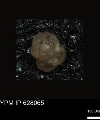 undet. Foraminiferida