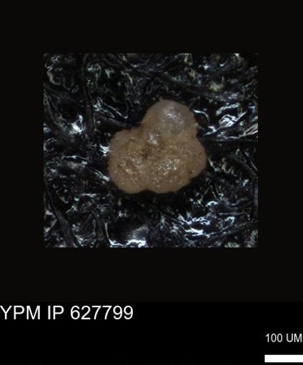undet. Foraminiferida