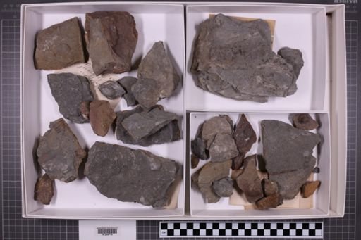 mixed taxa, stratigraphic collection