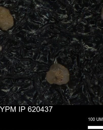 undet. Foraminiferida