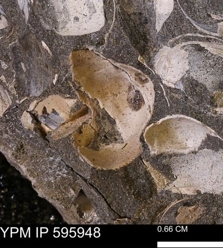 undet. Bivalvia