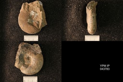 Hoploscaphites nicolletii