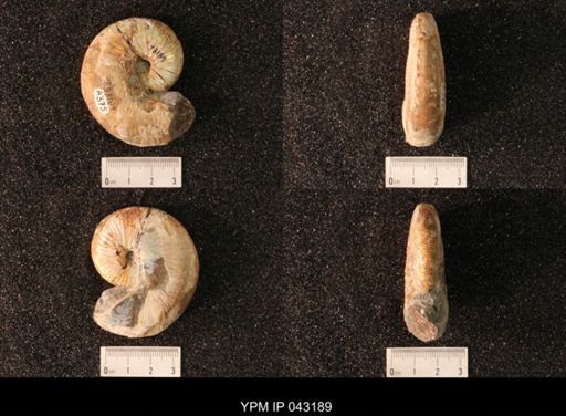 Hoploscaphites nicolletii